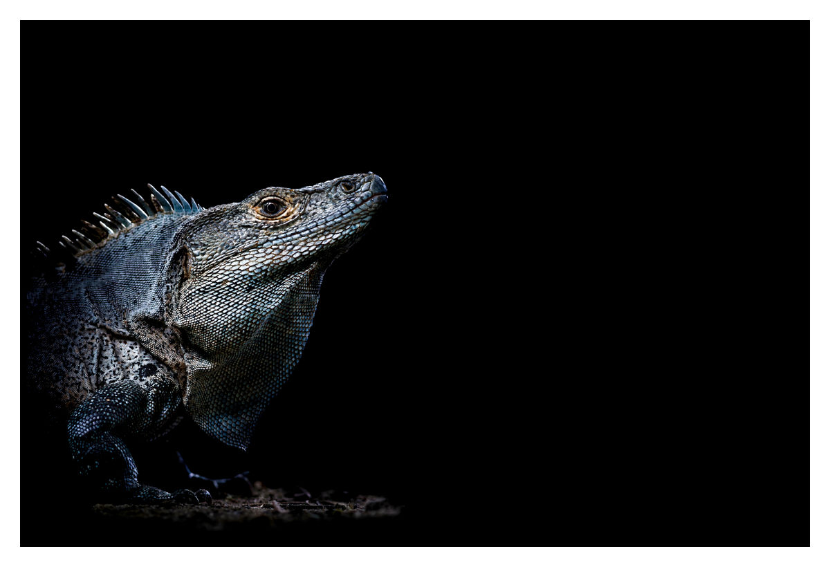 Iguane noir